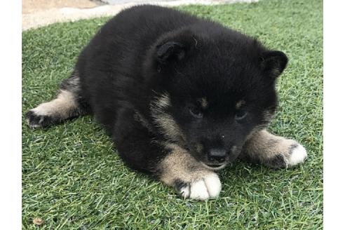 成約済の長崎県の柴犬-32539の4枚目