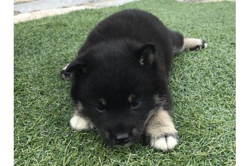 成約済の長崎県の柴犬-32539の1枚目