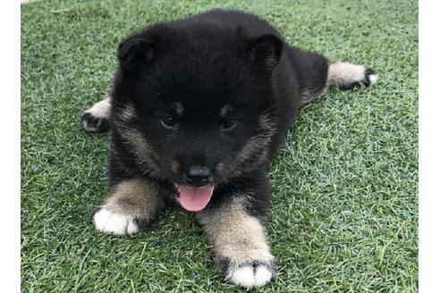 成約済の長崎県の柴犬-32539の2枚目