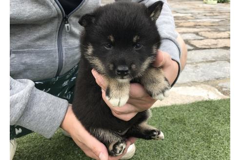 成約済の長崎県の柴犬-32539の3枚目