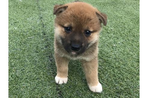 成約済の長崎県の柴犬-32541の3枚目