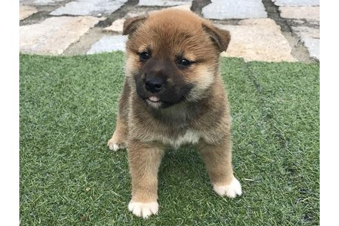 成約済の長崎県の柴犬-32541の4枚目