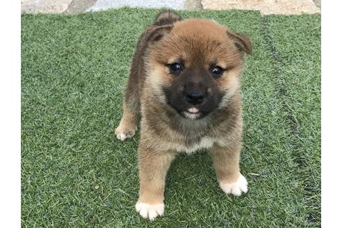 成約済の長崎県の柴犬-32541の5枚目