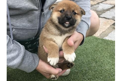 成約済の長崎県の柴犬-32541の2枚目