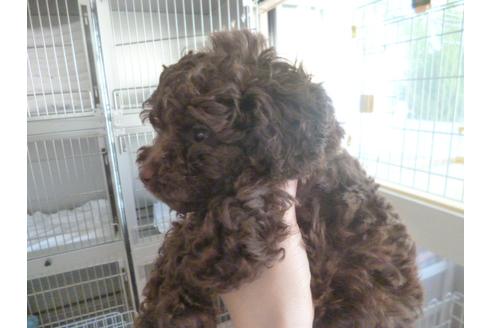 成約済の福岡県のトイプードル-32547の2枚目