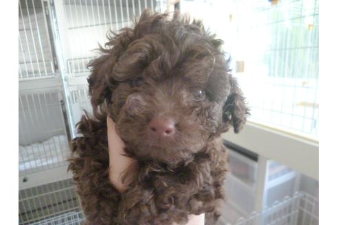 成約済の福岡県のトイプードル-32547の3枚目