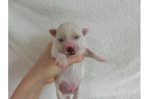 成約済の福岡県のビションフリーゼ-32548の3枚目