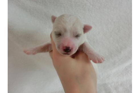 成約済の福岡県のビションフリーゼ-32548の1枚目