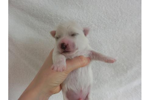 成約済の福岡県のビションフリーゼ-32548の2枚目