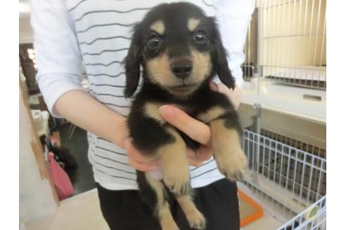 成約済の福岡県のカニンヘンダックスフンド-32549の1枚目