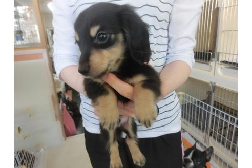 成約済の福岡県のカニンヘンダックスフンド-32549の2枚目