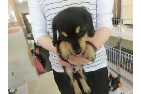 成約済の福岡県のカニンヘンダックスフンド-32549の3枚目