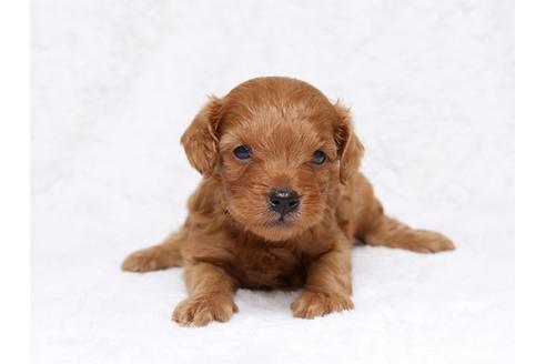 成約済の栃木県のミックス犬-32551の1枚目