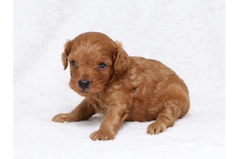 成約済の栃木県のミックス犬-32551の2枚目