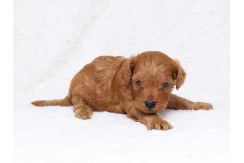 成約済の栃木県のミックス犬-32551の3枚目