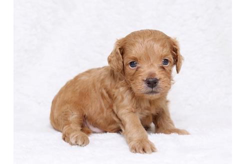 成約済の栃木県のミックス犬-32552の3枚目