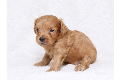 成約済の栃木県のミックス犬-32552の1枚目