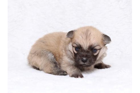 成約済の栃木県のミックス犬-32553の2枚目