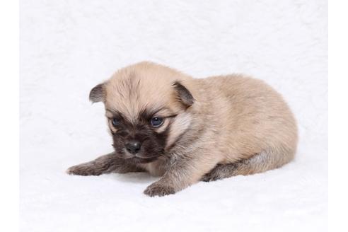 成約済の栃木県のミックス犬-32553の3枚目