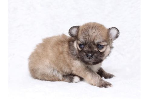 成約済の栃木県のミックス犬-32554の2枚目