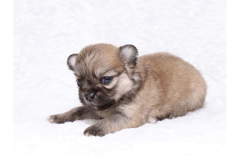 成約済の栃木県のミックス犬-32554の3枚目