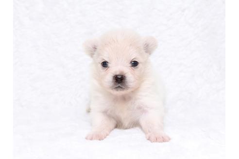 成約済の栃木県のミックス犬-32555の1枚目