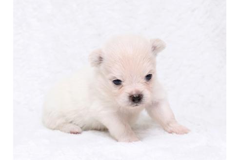 成約済の栃木県のミックス犬-32555の2枚目