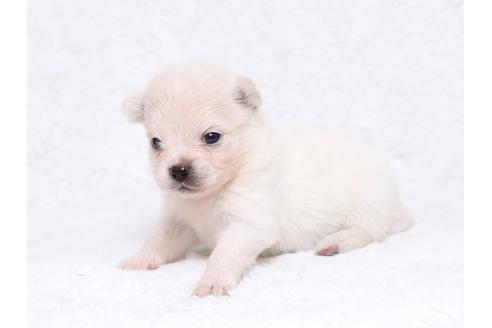 成約済の栃木県のミックス犬-32555の3枚目