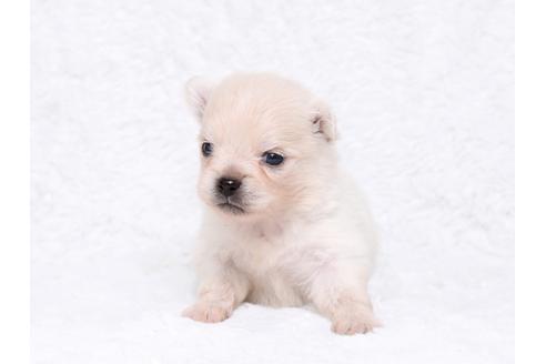 成約済の栃木県のミックス犬-32556の1枚目