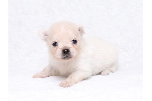 成約済の栃木県のミックス犬-32556の2枚目