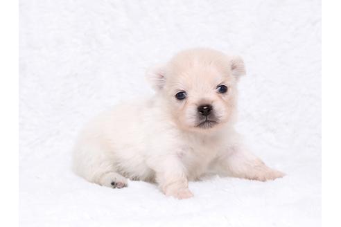 成約済の栃木県のミックス犬-32556の3枚目