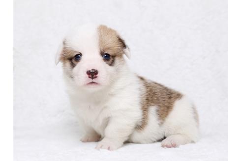 成約済の栃木県のウェルシュコーギーペンブローク-32557の2枚目