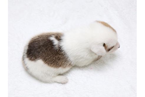 成約済の栃木県のウェルシュコーギーペンブローク-32557の4枚目