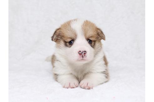 成約済の栃木県のウェルシュコーギーペンブローク-32558の3枚目