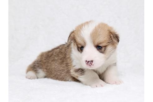 成約済の栃木県のウェルシュコーギーペンブローク-32558の4枚目