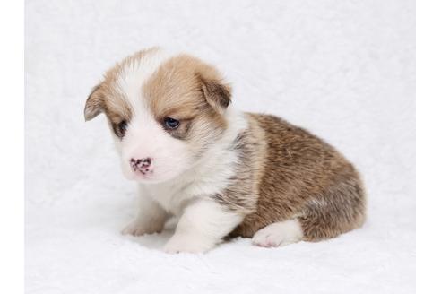 成約済の栃木県のウェルシュコーギーペンブローク-32558の1枚目