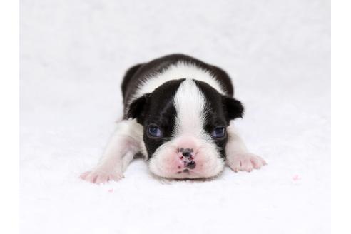 成約済の栃木県のボストンテリア-32559の3枚目