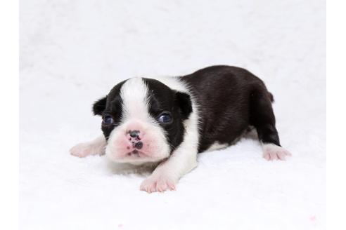 成約済の栃木県のボストンテリア-32559の4枚目