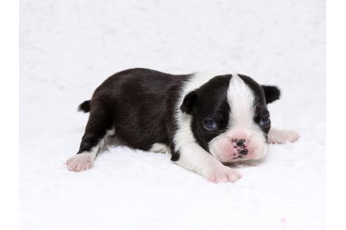 成約済の栃木県のボストンテリア-32559の1枚目