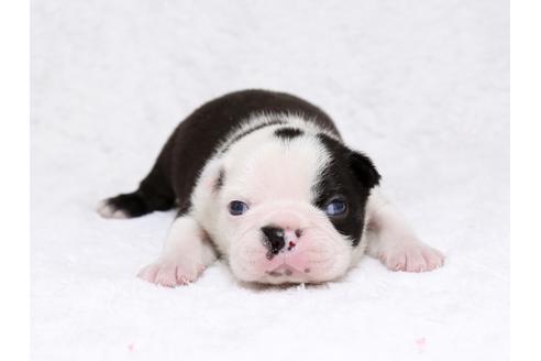 成約済の栃木県のボストンテリア-32560の1枚目