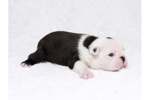 成約済の栃木県のボストンテリア-32560の2枚目