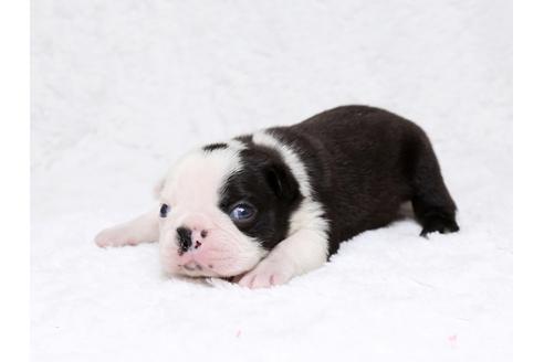 成約済の栃木県のボストンテリア-32560の3枚目