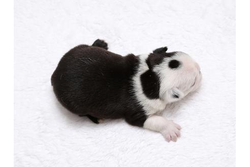 成約済の栃木県のボストンテリア-32560の4枚目