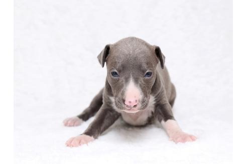 成約済の栃木県のイタリアングレーハウンド(イタグレ)-32561の1枚目