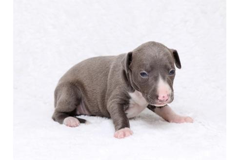 成約済の栃木県のイタリアングレーハウンド(イタグレ)-32561の2枚目