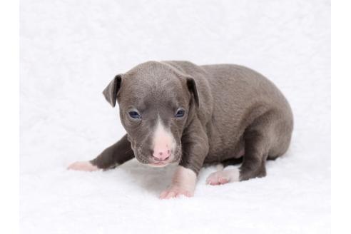 成約済の栃木県のイタリアングレーハウンド(イタグレ)-32561の3枚目