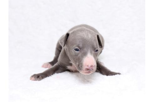 成約済の栃木県のイタリアングレーハウンド(イタグレ)-32562の1枚目