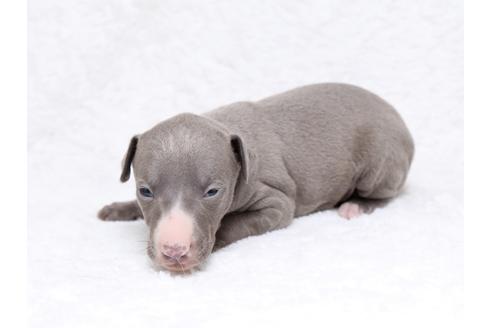 成約済の栃木県のイタリアングレーハウンド(イタグレ)-32562の2枚目