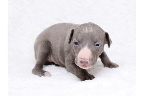 成約済の栃木県のイタリアングレーハウンド(イタグレ)-32562の3枚目