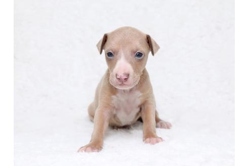 成約済の栃木県のイタリアングレーハウンド(イタグレ)-32563の1枚目